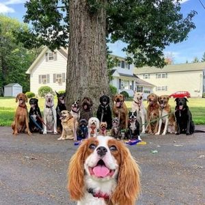 Meet your Posher, Fang